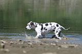 DOGUE ALLEMAND 111